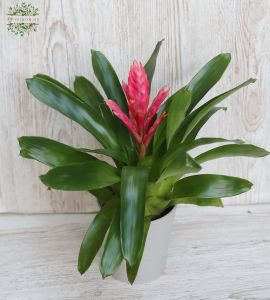 Vriesea im Topf