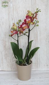 Phalaenopsis multiflora strawberry cake,  kaspóval 