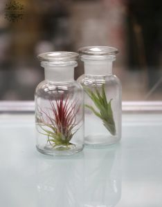 Tillandsia in a polished corked glass