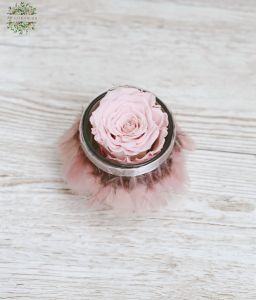 Pink forever rose in glass pot with feathers