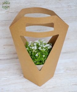 Campanula im Topf,  Papiertasche
