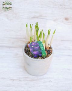 Krokus in Topf (Gartenpflanze)