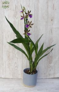 Zygopetalum Orchidee im Topf