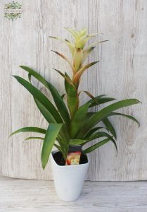 cremegelbe Guzmania im Topf (45cm)