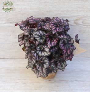 king begonia in pot