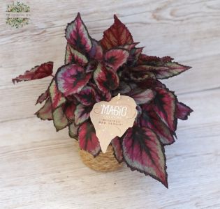 king begonia in pot