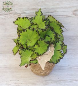 king begonia in pot