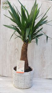 Yucca guatemalensis kaspóban (80cm)