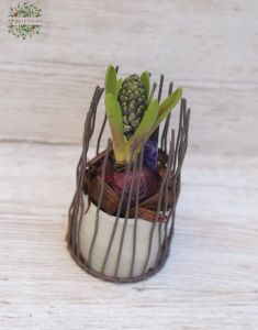 hyacinth in a metal frame pot in various pot