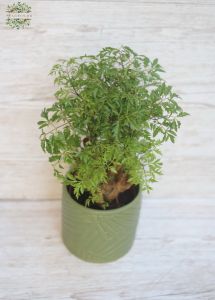 Poliscias mit gespaltenen Blättern im Topf (25cm)
