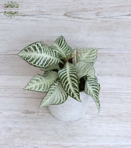 Aphelandra White Wash in a pot