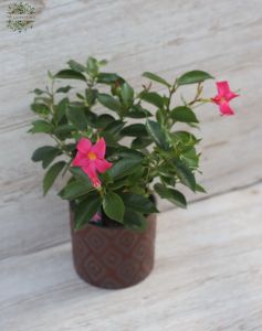 Mandevilla in a pot