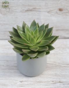 Echeveria Miranda in a pot