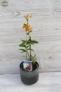 Epidendrum Orchidee im Topf