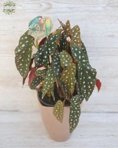 Begonia maculata in a pot