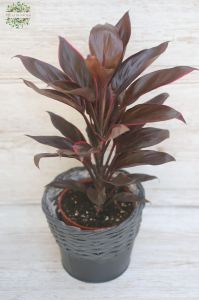 sötét levelű bunkósliliom kaspóban (40cm)