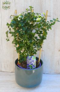 Ceanothus with pot