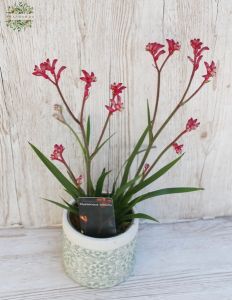 Anigozanthos  mit Topf