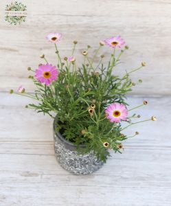 Argyranthemum with pot