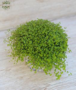 soleirolia in pot