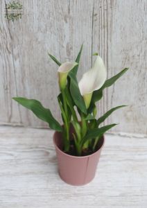 Pale pink calla in pot
