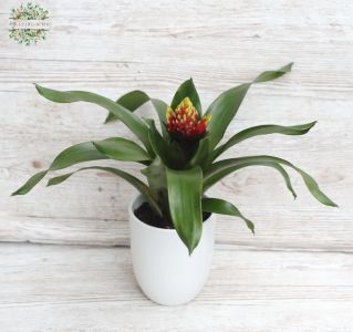 Bromelia in pot