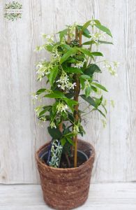 Tracheo jasminoides in wicker basket