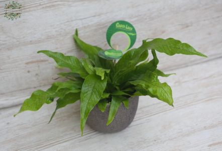 Microsorum Crocodyllus in pot