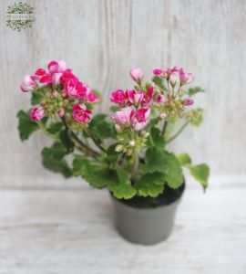 Pelargonium zonale