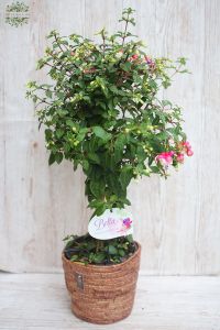 Big Fuchsia in a wicker basket