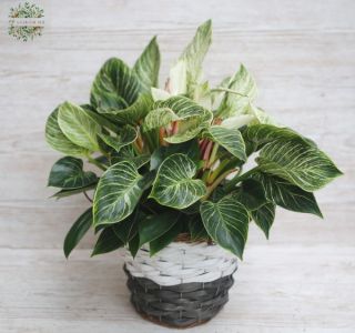 Philodendron birkin in einem Weidenkorb