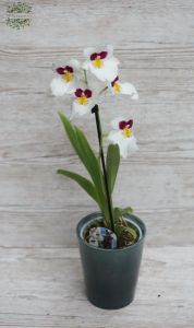 Miltoniopis orchide in pot