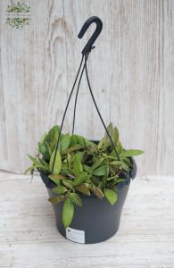 Hoya in einem Hängetopf