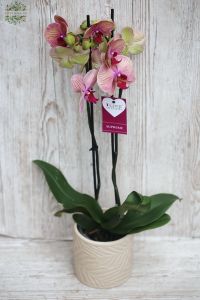 rózsaszín cirmos Phalaenopsis orchidea kaspóval