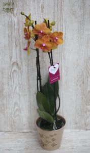 orangefarbene Hell-Pink Phalaenopsis-Orchidee im Topf