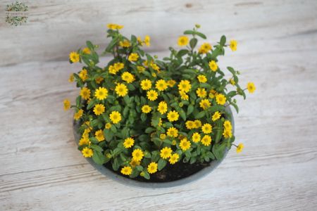 sanvitalia plants in metal bowl (30cm diameter)