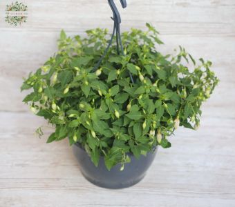 fuchsia in a hanging pot (white-purple, 25cm)