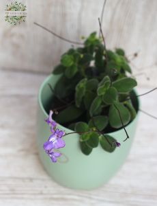 Streptocarpus in a pot
