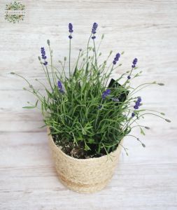 lavendel in a pot