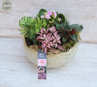 Pflanzen in eine Keramikschale