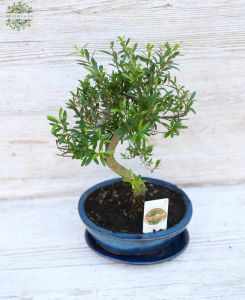 Bonsai in ceramic