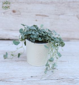 Dichondra in pot