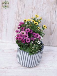 Chrysanthemum in pot