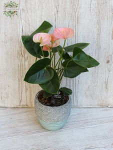 Pink anthurium in a pot