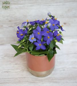 Exacum with pot