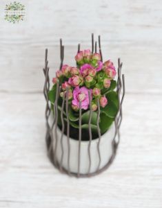 Mini Kalanchoe mit metallische rustikale Topf