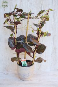 Basella with pot
