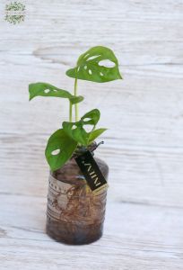 Hydroponic plant in vase 1 pc