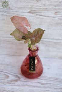 Hydroponic plant in vase 1 pc