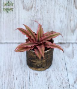 Cryptanthus bivittatus Pink Starlight - mini, im Topf